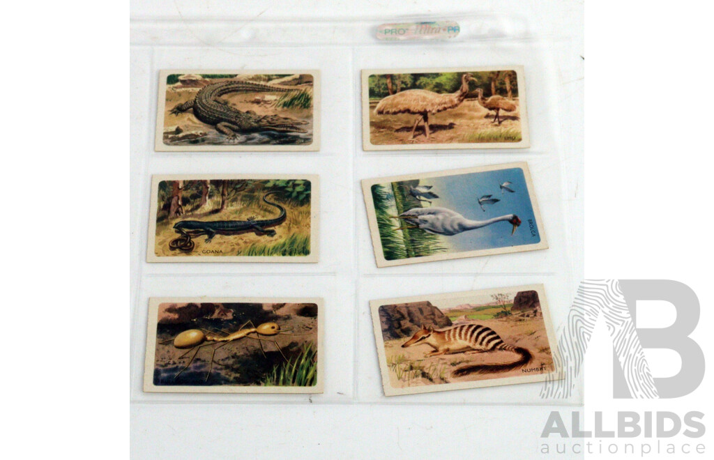 Large Collection of Vintage Trading Cards by Shell Featuring Flora and Auna
