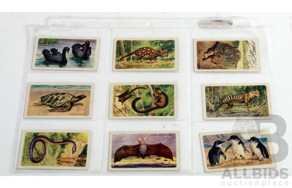 Large Collection of Vintage Trading Cards by Shell Featuring Flora and Auna