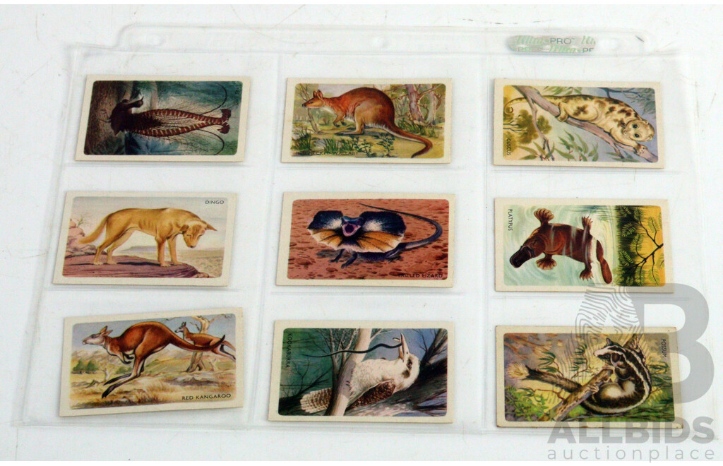 Large Collection of Vintage Trading Cards by Shell Featuring Flora and Auna