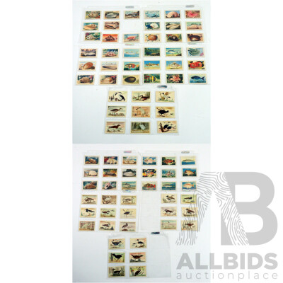 Large Collection of Vintage Trading Cards by Shell Featuring Flora and Auna