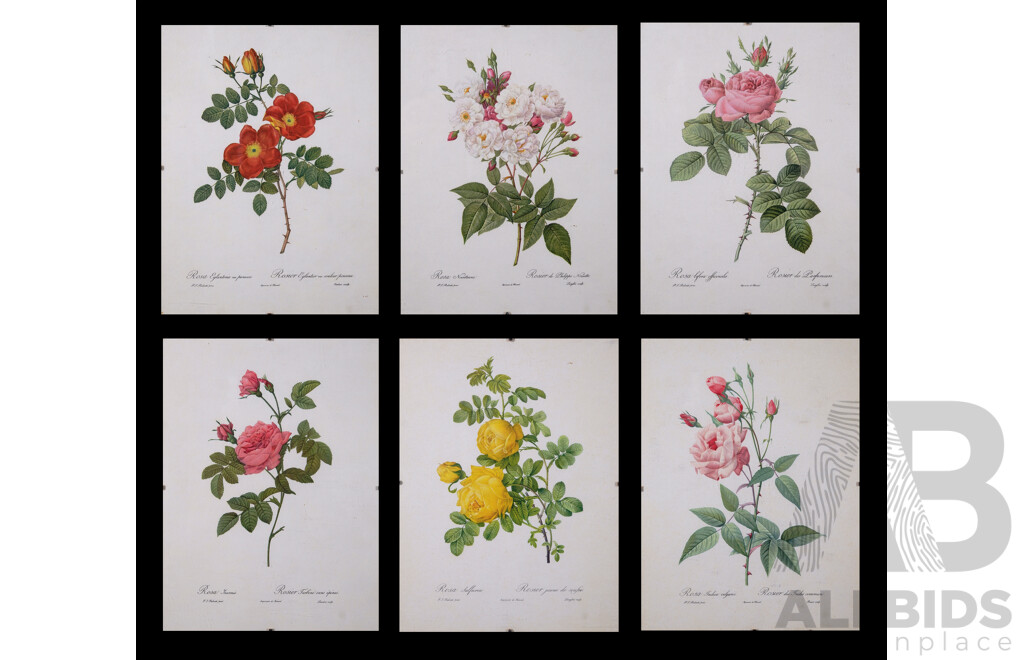 Pierre-Joseph Redouté, (Belgium, 1759-1840), Lovely Collection of Six Vintage Redouté Botanical Print Bookplates From Original Rose Watercolours, Published in 1955/1956 Fine Paper with Book Plate Line...