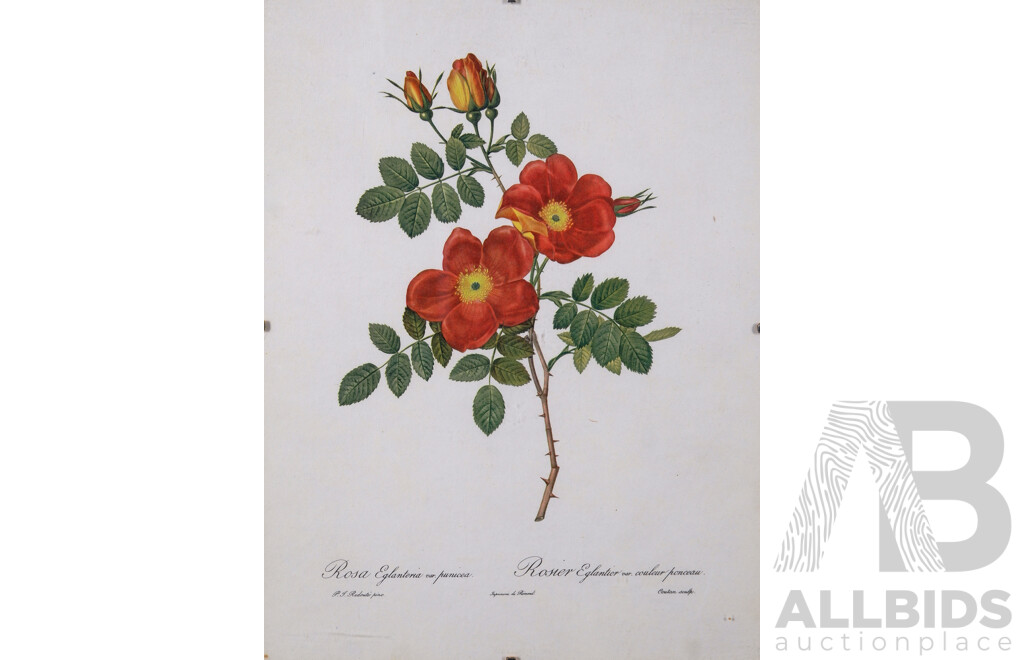 Pierre-Joseph Redouté, (Belgium, 1759-1840), Lovely Collection of Six Vintage Redouté Botanical Print Bookplates From Original Rose Watercolours, Published in 1955/1956 Fine Paper with Book Plate Line...