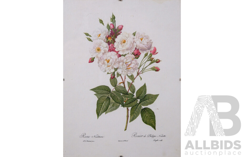 Pierre-Joseph Redouté, (Belgium, 1759-1840), Lovely Collection of Six Vintage Redouté Botanical Print Bookplates From Original Rose Watercolours, Published in 1955/1956 Fine Paper with Book Plate Line...