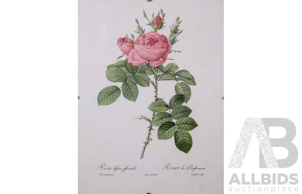 Pierre-Joseph Redouté, (Belgium, 1759-1840), Lovely Collection of Six Vintage Redouté Botanical Print Bookplates From Original Rose Watercolours, Published in 1955/1956 Fine Paper with Book Plate Line...