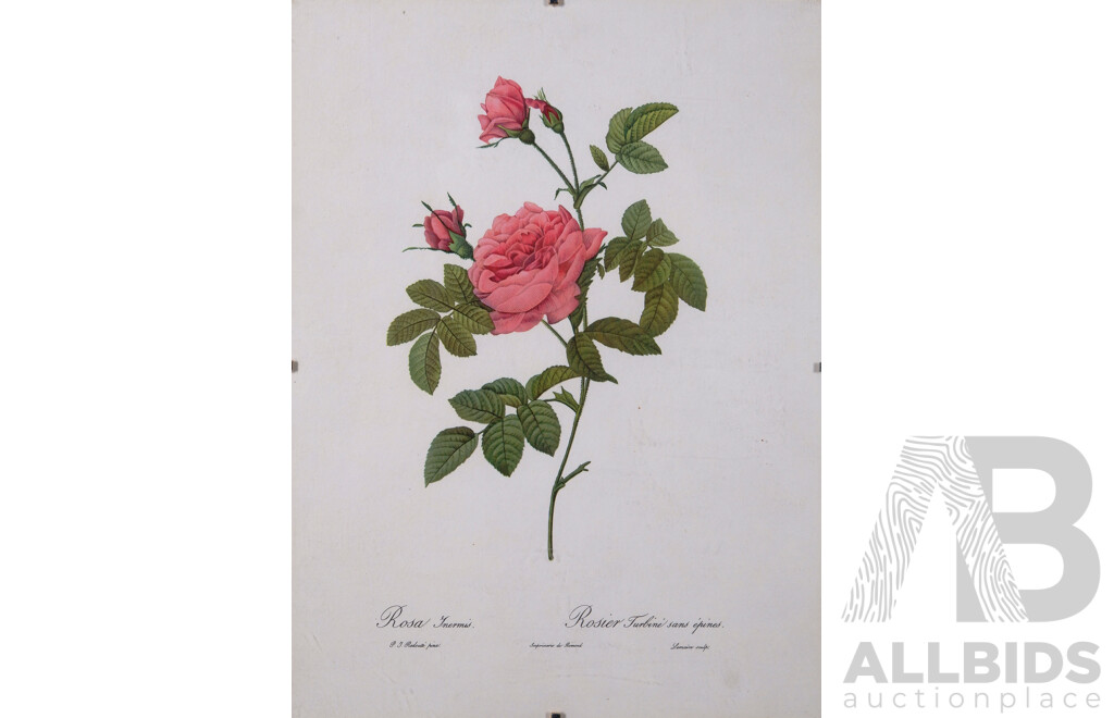 Pierre-Joseph Redouté, (Belgium, 1759-1840), Lovely Collection of Six Vintage Redouté Botanical Print Bookplates From Original Rose Watercolours, Published in 1955/1956 Fine Paper with Book Plate Line...