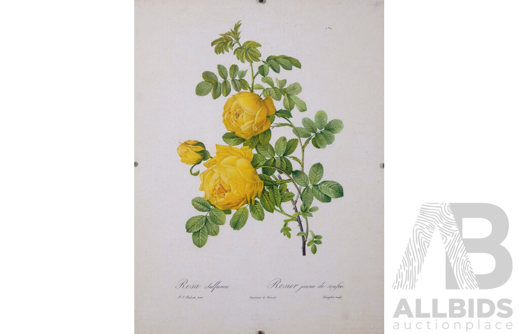 Pierre-Joseph Redouté, (Belgium, 1759-1840), Lovely Collection of Six Vintage Redouté Botanical Print Bookplates From Original Rose Watercolours, Published in 1955/1956 Fine Paper with Book Plate Line...