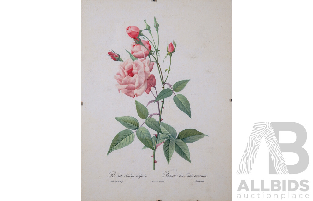 Pierre-Joseph Redouté, (Belgium, 1759-1840), Lovely Collection of Six Vintage Redouté Botanical Print Bookplates From Original Rose Watercolours, Published in 1955/1956 Fine Paper with Book Plate Line...