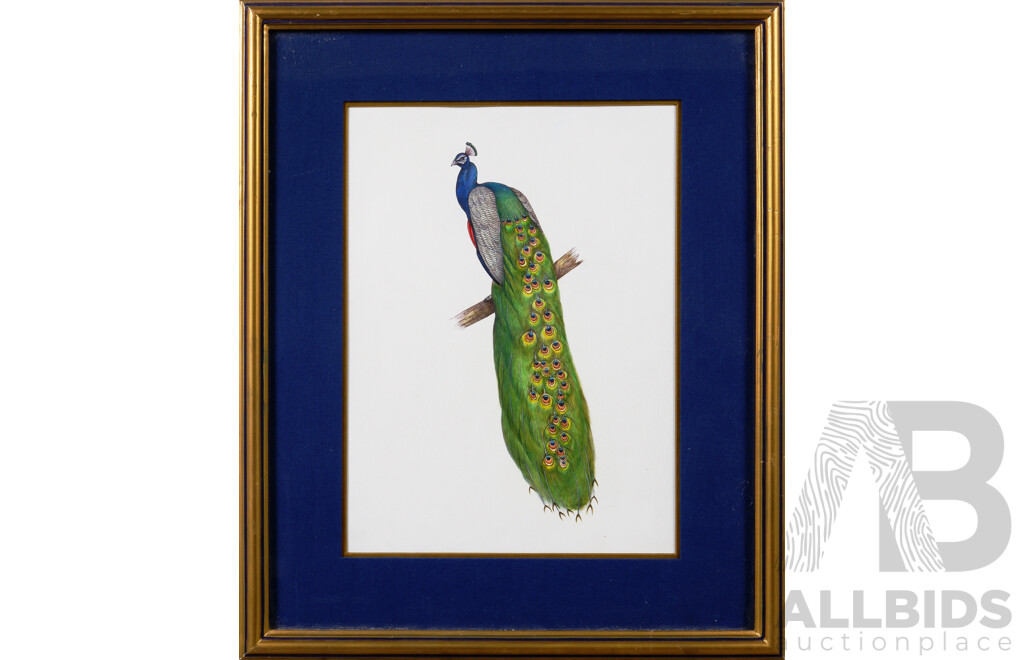 (Contemporary, Artist Unknown), Indian Miniature, Peacock at Rest, Gouache and Ink on Paper, 43 x 36 cm (frame)