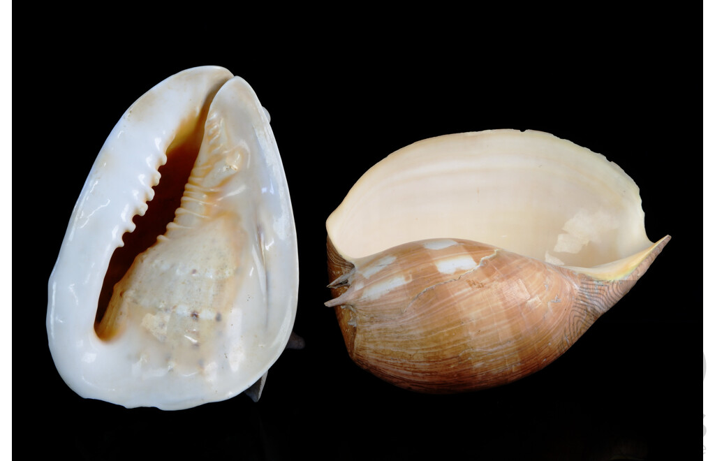 Very Large Vintage Bailer Shell and Large Vintage Queen Helmet Conch