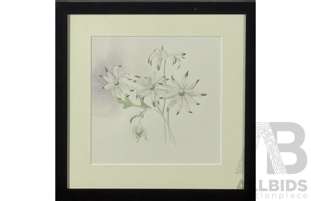 Artist Unknown, Australian Flannel Daisy, Watercolour, 33 x 33 cm (frame)