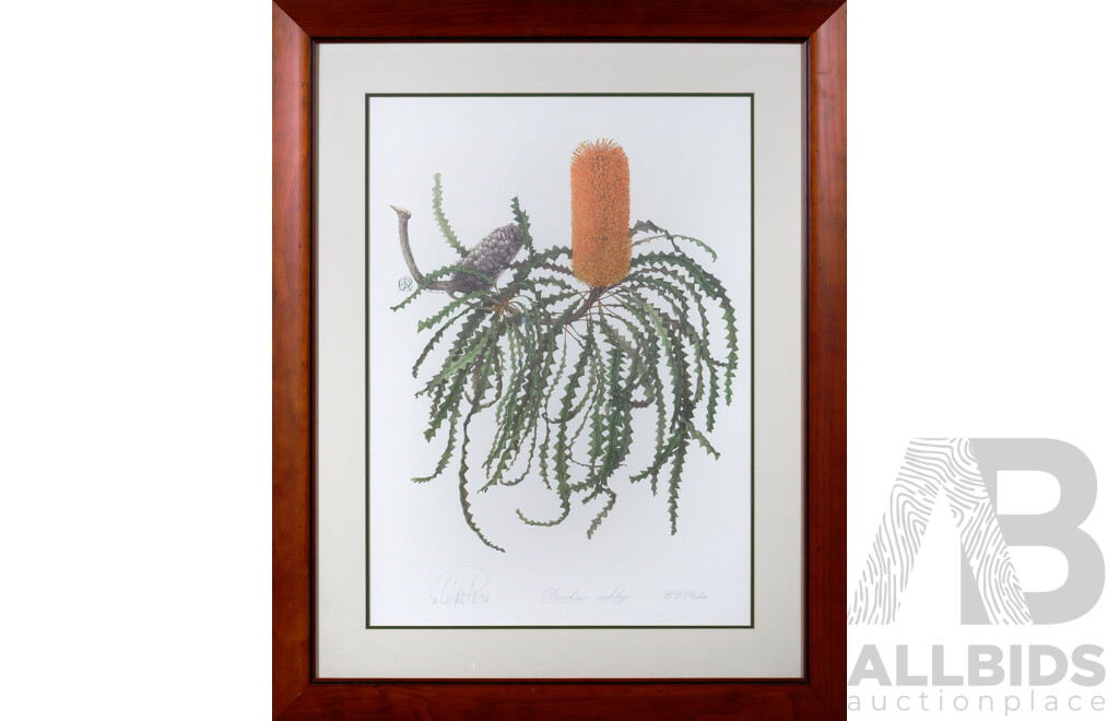 Celia Rosser OAM, (20th Century, Australian, 1930-), Banksia Ashbyi, Quality Reproduction Colour Print of Original, 102 x 81 cm (frame)