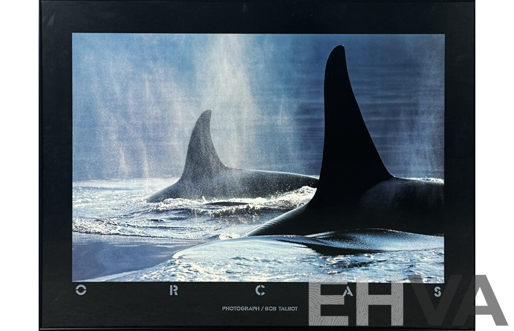 Bob Talbot, (20th Century, American, 1959-), Orcas, Colour Poster of Original Photograph, 62 x 80 cm (frame)