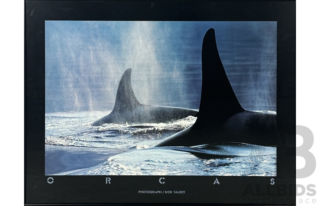 Bob Talbot, (20th Century, American, 1959-), Orcas, Colour Poster of Original Photograph, 62 x 80 cm (frame)