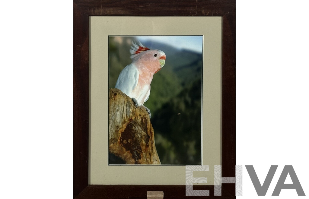 Artist Unknown, Nesting Major Mitchell Cockatoo, Framed Colour Photo, 66 x 54 cm (frame)