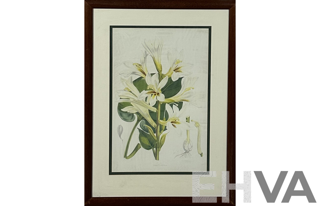 W.H.F, Lilium Cordifolium, Colour Reproduction Copy of Original Antique Engraving, 54 x 35 cm (image)