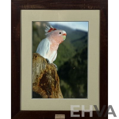 Artist Unknown, Nesting Major Mitchell Cockatoo, Framed Colour Photo, 66 x 54 cm (frame)