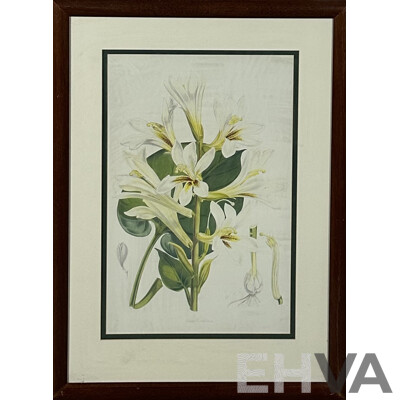 W.H.F, Lilium Cordifolium, Colour Reproduction Copy of Original Antique Engraving, 54 x 35 cm (image)