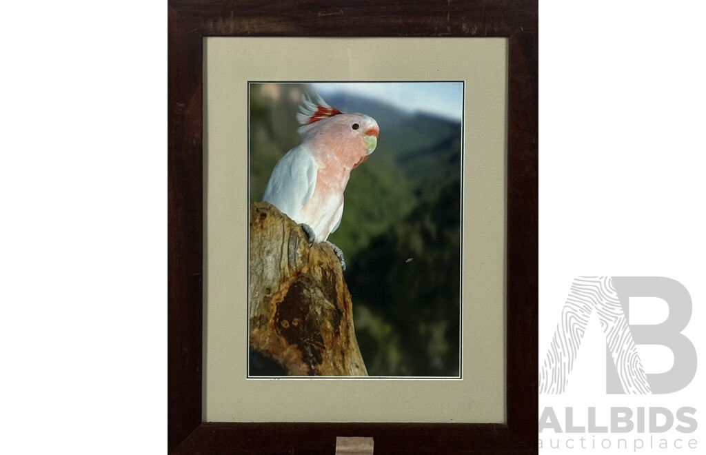 Artist Unknown, Nesting Major Mitchell Cockatoo, Framed Colour Photo, 66 x 54 cm (frame)