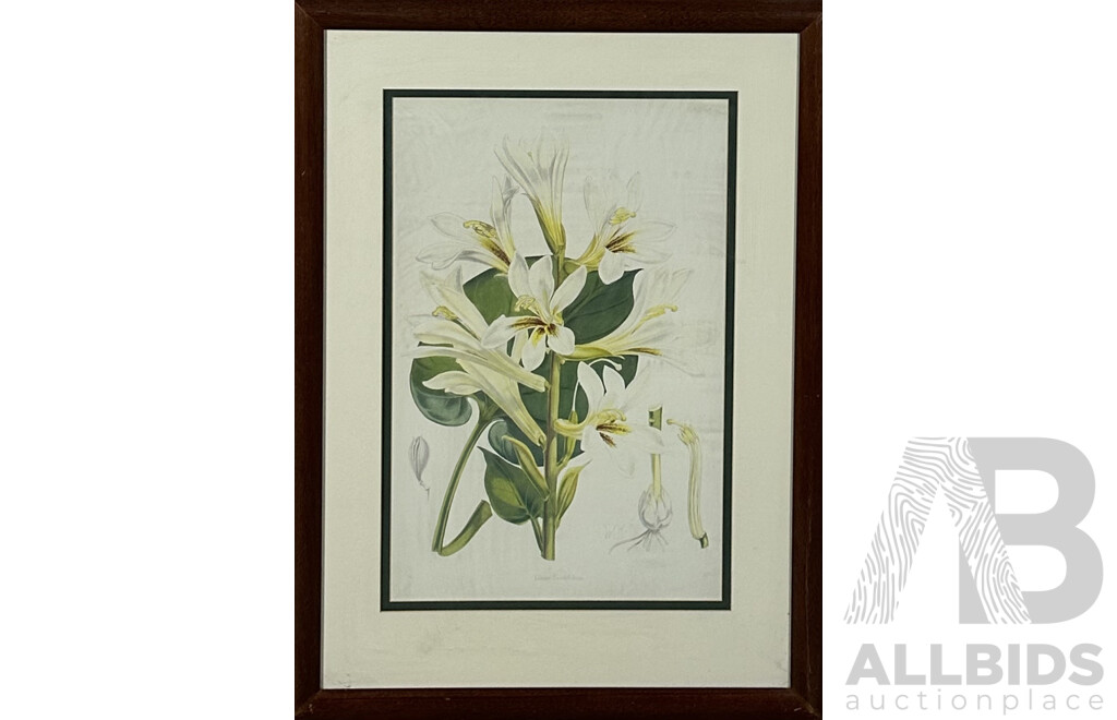 W.H.F, Lilium Cordifolium, Colour Reproduction Copy of Original Antique Engraving, 54 x 35 cm (image)