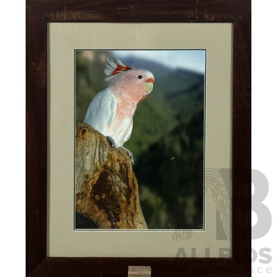 Artist Unknown, Nesting Major Mitchell Cockatoo, Framed Colour Photo, 66 x 54 cm (frame)