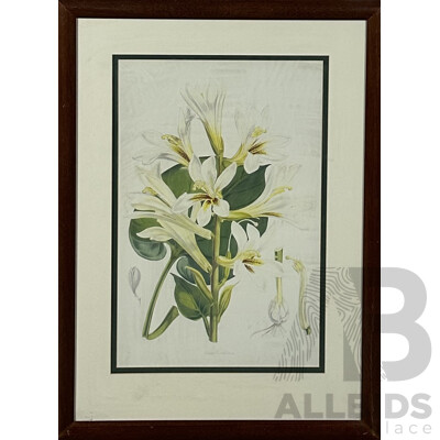 W.H.F, Lilium Cordifolium, Colour Reproduction Copy of Original Antique Engraving, 54 x 35 cm (image)