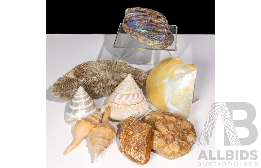 Collection Natural History Specimens Including Shells, Coral, Amber Example and More