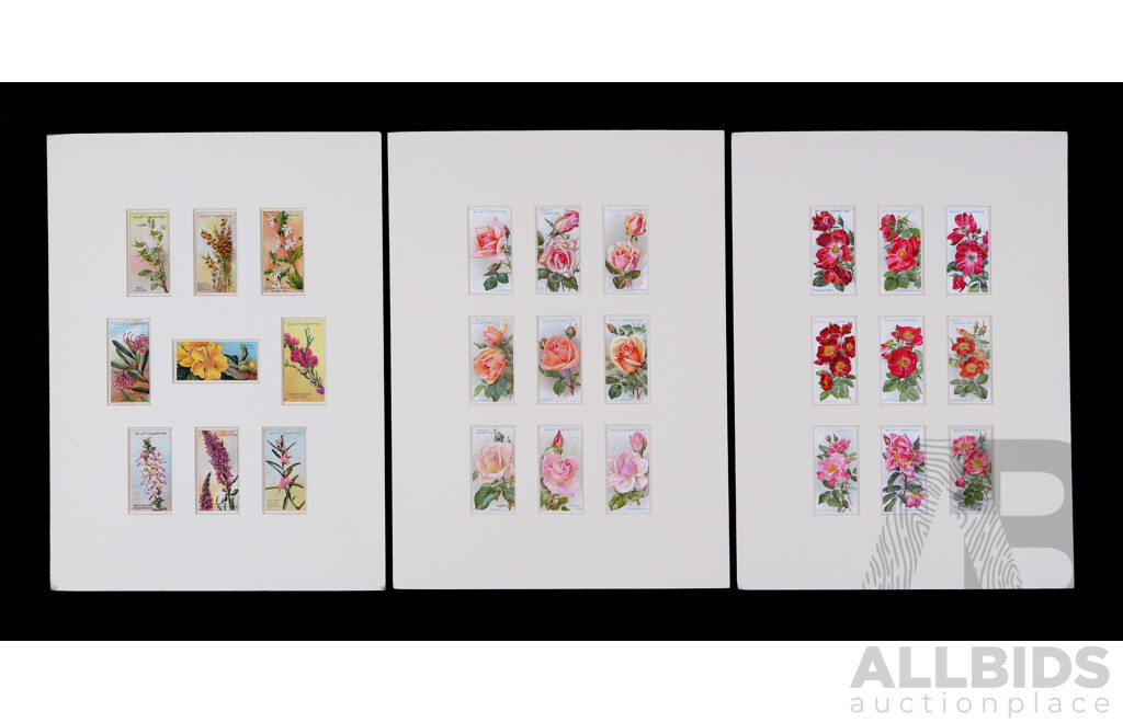 Wills's Speciality Vintage Tobacco Cigarette Cards (c1910-20s), Australian Wild Flowers and Roses, Mat Boards with Nicely Mounted Images, 35.5 x 25.5 cm (mat Boards) (3)