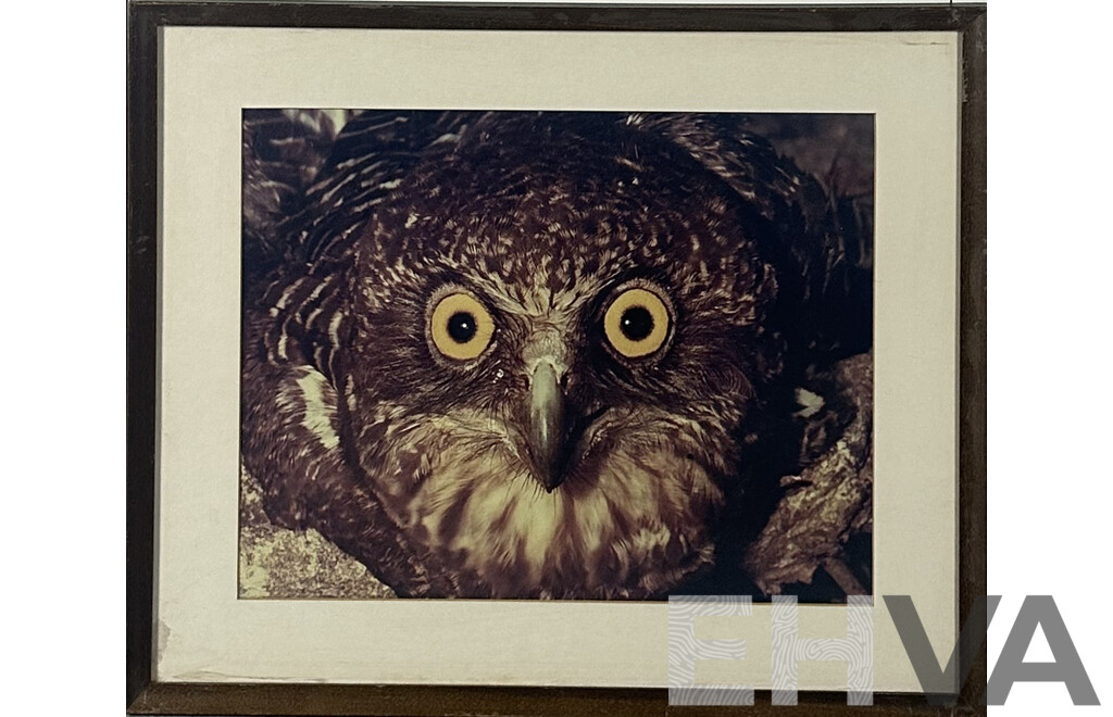 (Possibly Attributed To) Paul Whitton, (Contemporary, Australian-Japanese), Blakiston Fish Owl - Close Up, Colour Print of Original Photograph, 54 x 64 cm (frame)