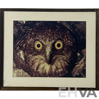 (Possibly Attributed To) Paul Whitton, (Contemporary, Australian-Japanese), Blakiston Fish Owl - Close Up, Colour Print of Original Photograph, 54 x 64 cm (frame)