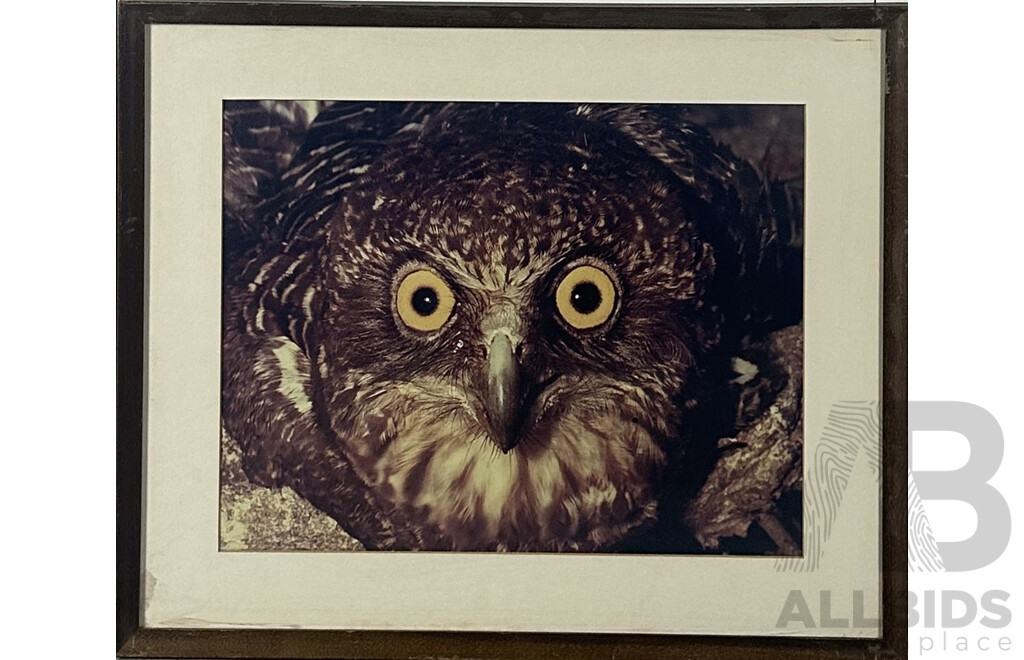 (Possibly Attributed To) Paul Whitton, (Contemporary, Australian-Japanese), Blakiston Fish Owl - Close Up, Colour Print of Original Photograph, 54 x 64 cm (frame)