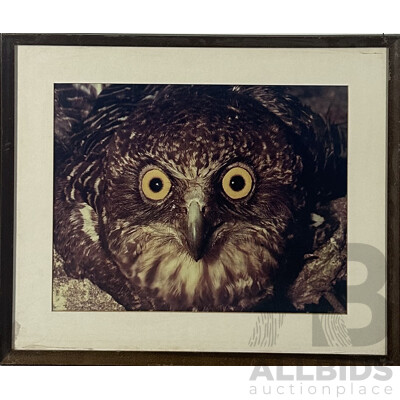 (Possibly Attributed To) Paul Whitton, (Contemporary, Australian-Japanese), Blakiston Fish Owl - Close Up, Colour Print of Original Photograph, 54 x 64 cm (frame)