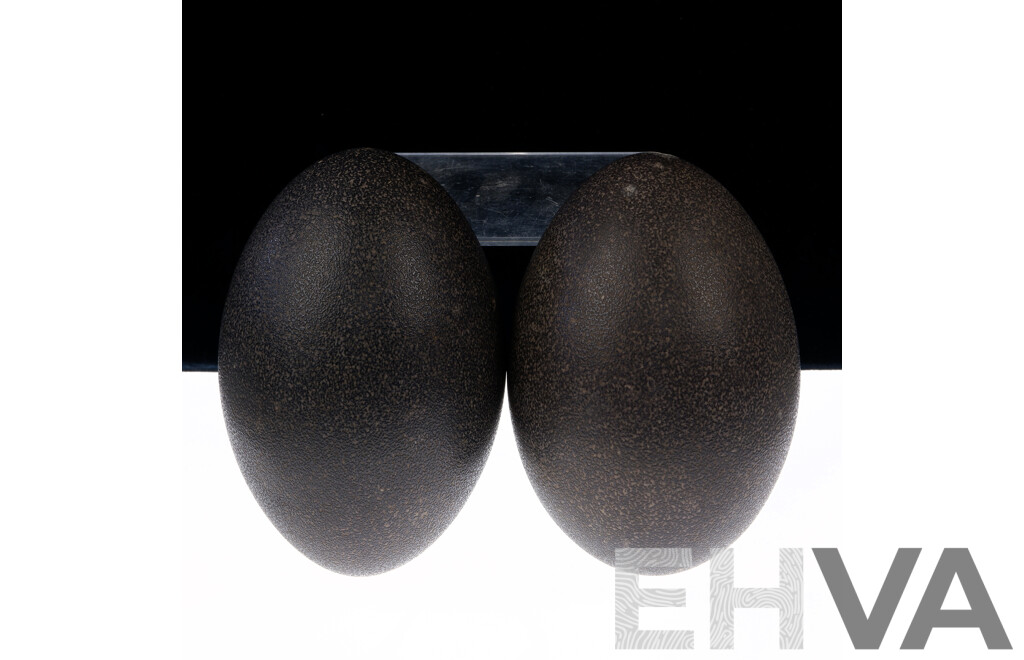 Two Hollow Blown Emu Eggs