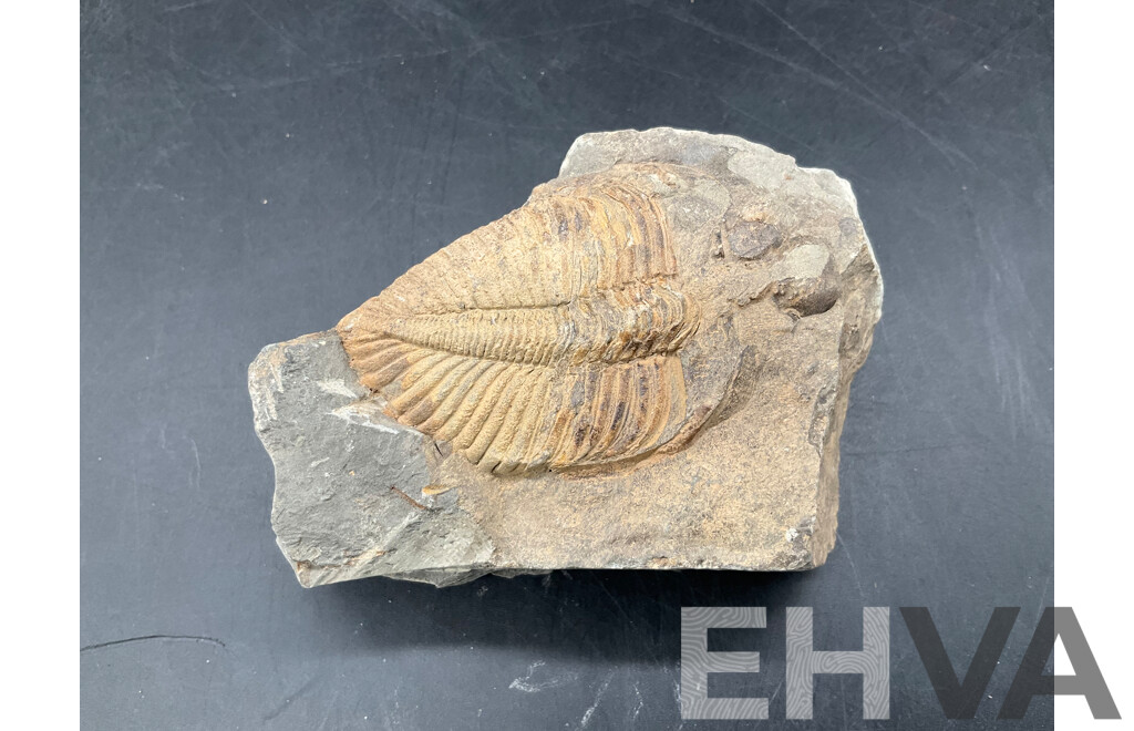 Trilobite - Fossilised Animal