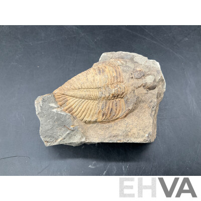 Trilobite - Fossilised Animal