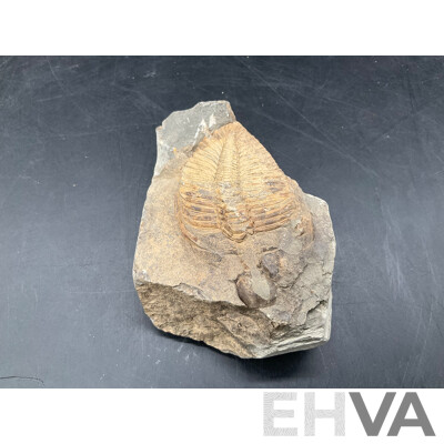 Trilobite - Fossilised Animal