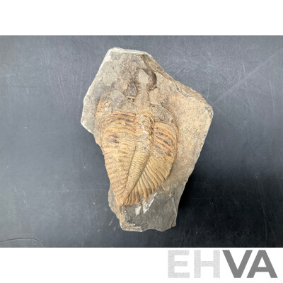 Trilobite - Fossilised Animal