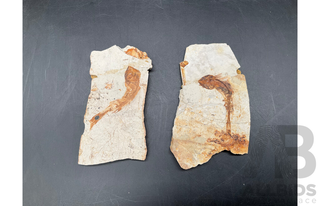 Fish Fossil - Lot of 2