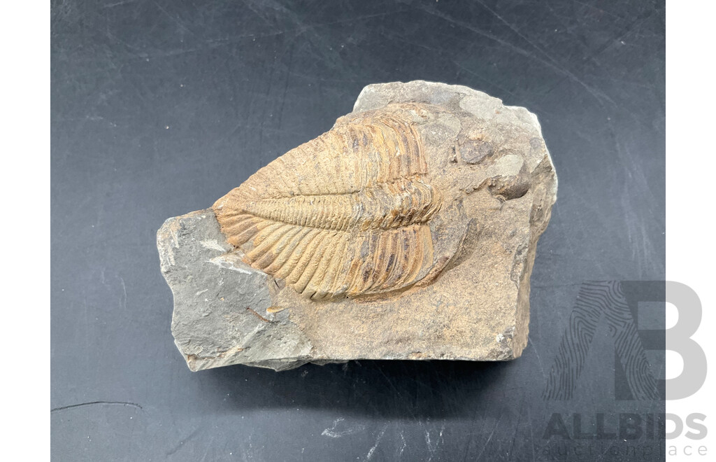 Trilobite - Fossilised Animal