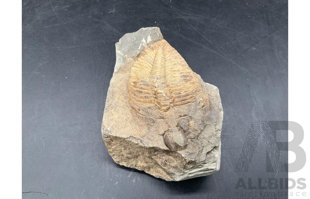 Trilobite - Fossilised Animal