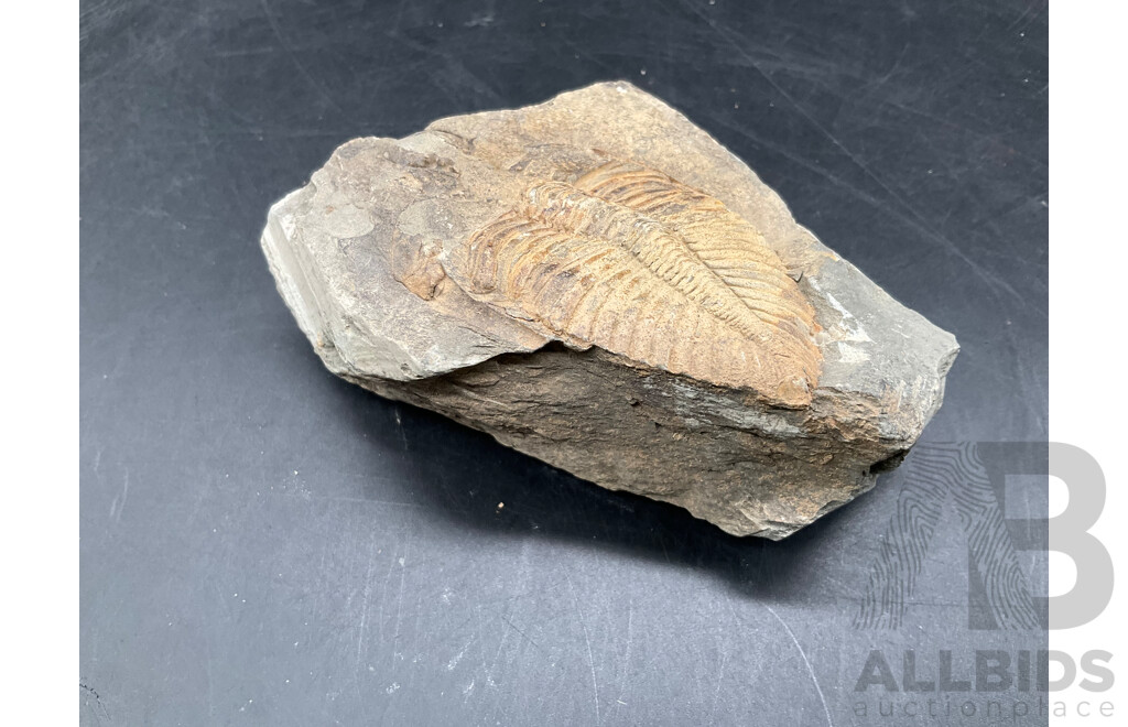 Trilobite - Fossilised Animal