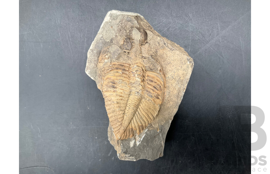 Trilobite - Fossilised Animal