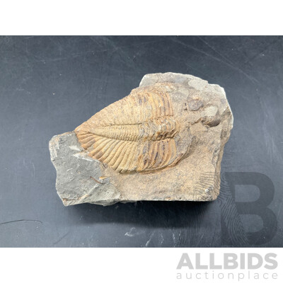 Trilobite - Fossilised Animal