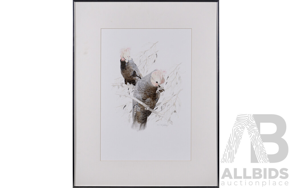 Kevin McCarthy, (20th Century, Australian, 1930-2009), Gang Gang Cockatoos, 70 x 55 cm (frame)