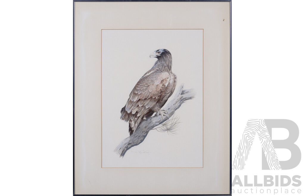 Kevin McCarthy, (20th Century, Australian, 1930-2009), Wedgetail Eagle, Watercolour, Hand Signed in Pencil, 69 x 56 cm (frame)