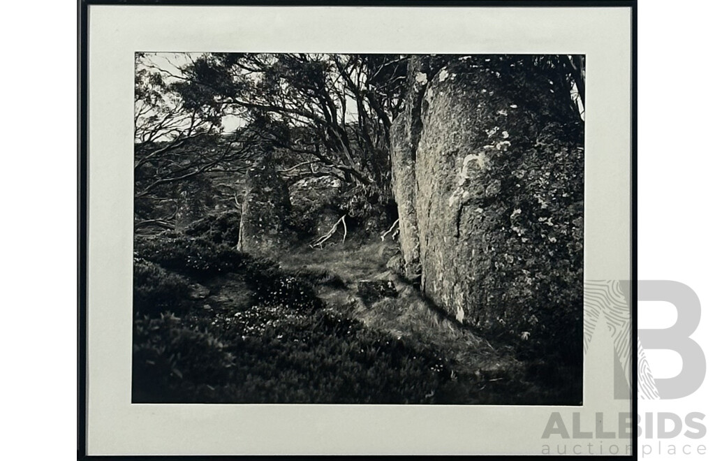 Artist Unknown, Overgrown Forest, Black and White Photograph, 51 x 61 cm (frame)
