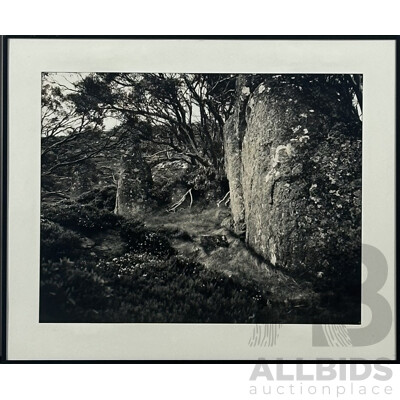 Artist Unknown, Overgrown Forest, Black and White Photograph, 51 x 61 cm (frame)