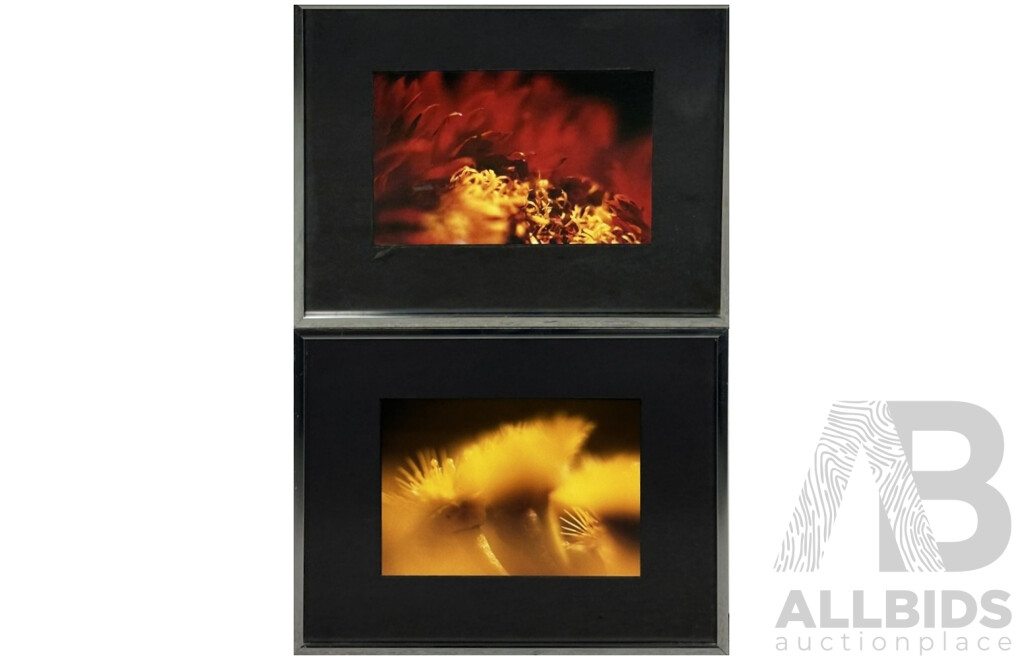Glen Wilson, (20th Century, Australian), Pair of Close Ups - Flowers, 29 x 36.5 cm (frames) (2)