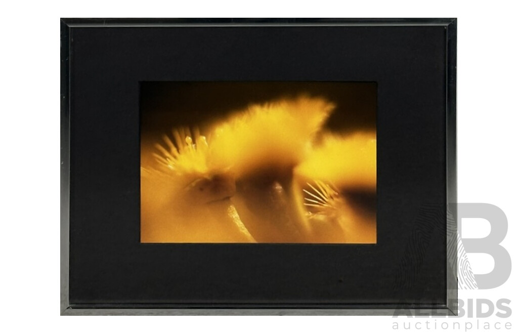 Glen Wilson, (20th Century, Australian), Pair of Close Ups - Flowers, 29 x 36.5 cm (frames) (2)