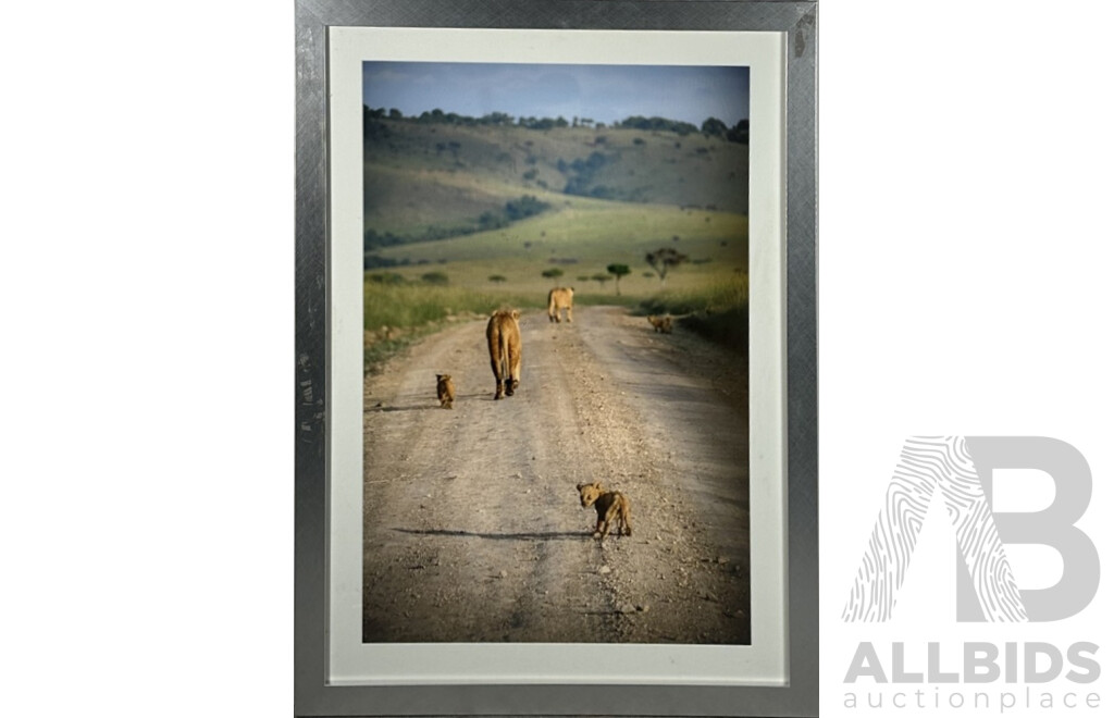 David Lazar, (20th Century, Australian), That Little Lion, Original Colour Photograph, 92.5 x 67 cm (frame)