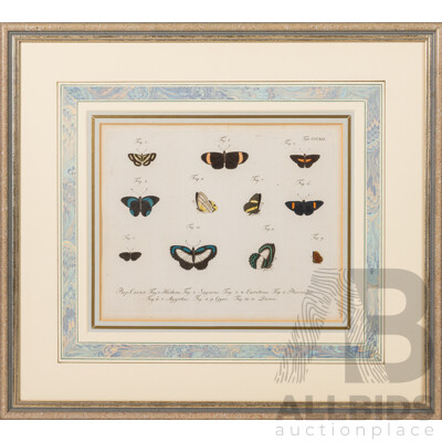 (Possibly After) Pierre André Latreille (18/19th Centuries, French, 1762-1833), Study of Butterflies, Original Antique Hand Coloured Etching, 39 x 43 cm (frame)
